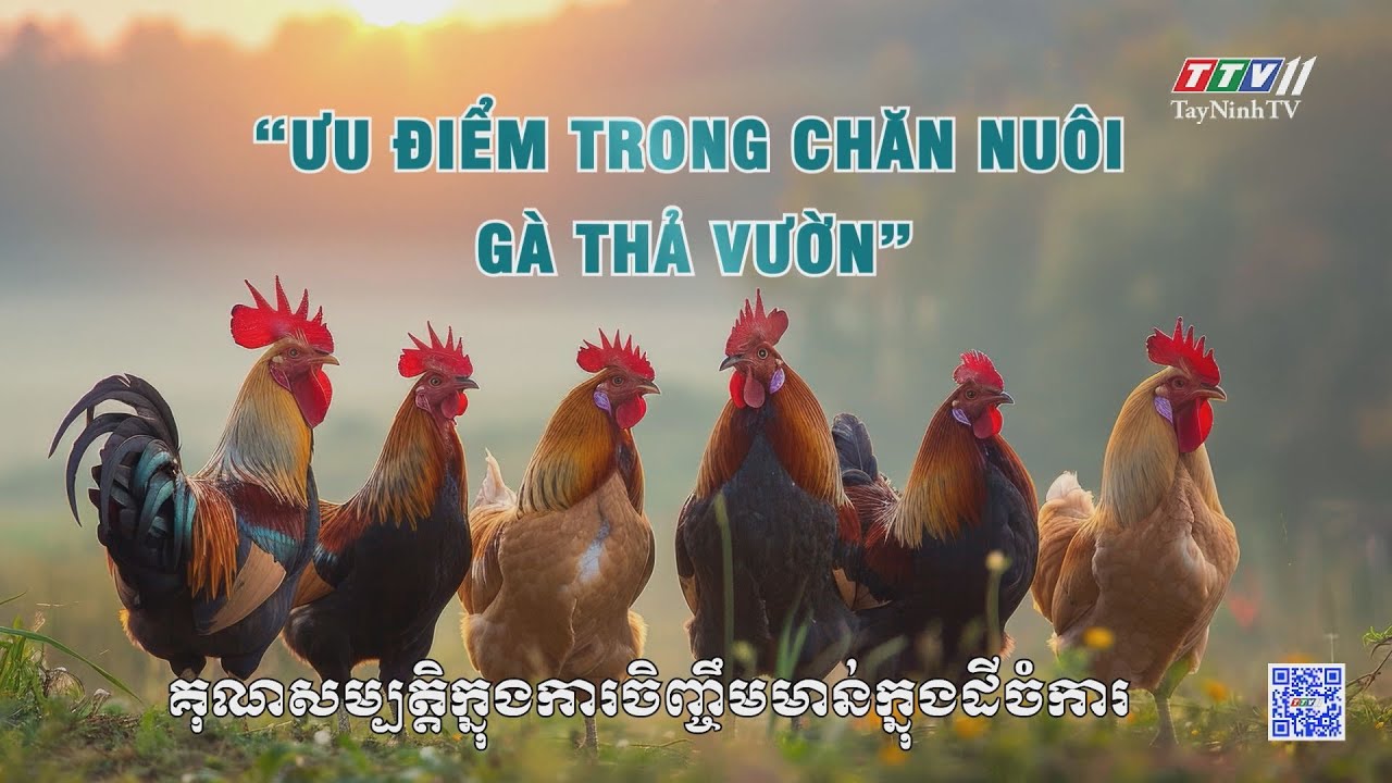 Ưu điểm trong chăn nuôi gà thả vườn | Nông nghiệp Tây Ninh | TayNinhTVToday